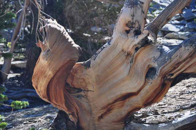 bristlecone